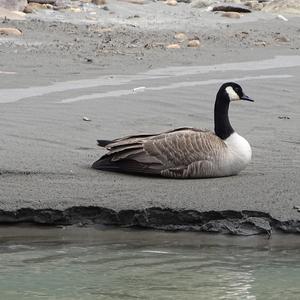 Canada Goose