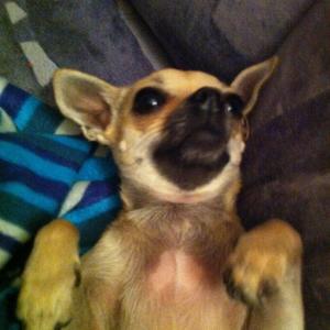 Chihuahua