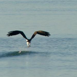 Osprey