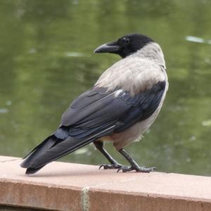 Hooded Crow