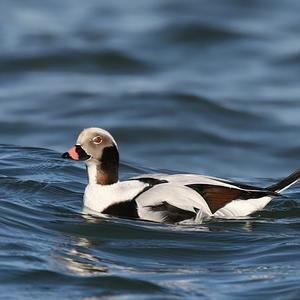 Long-tailed Duck