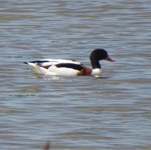 Common Shelduck