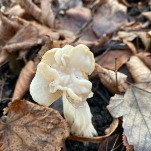 Fluted White Helvella