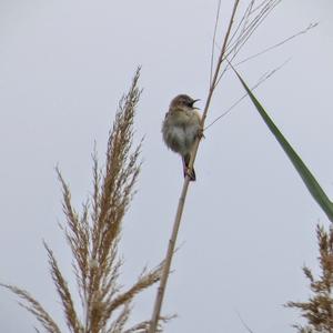 Zitting Cisticola