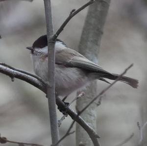 Marsh Tit