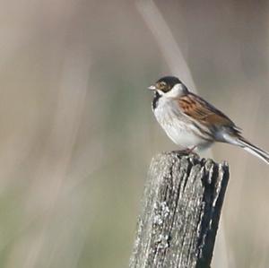 Reed Bunting