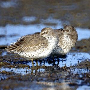 Red Knot