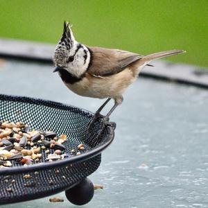 Crested Tit