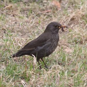 Eurasian Blackbird