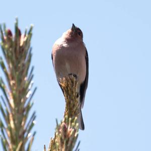 Eurasian Chaffinch