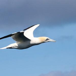 Northern Gannet