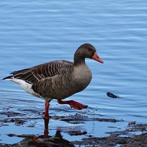 Greylag Goose