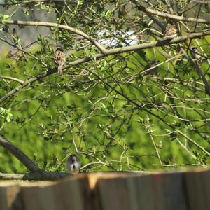 Eurasian Tree Sparrow