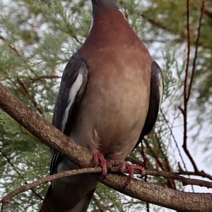 Common Wood-pigeon