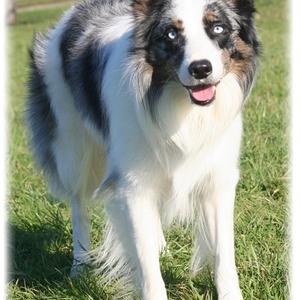 Border Collie