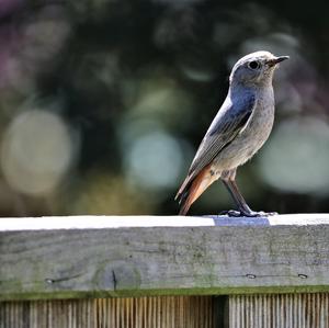 Black Redstart