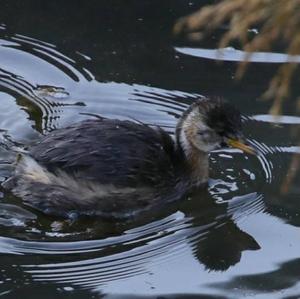 Little Grebe