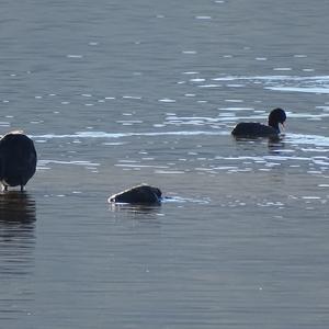 Common Coot