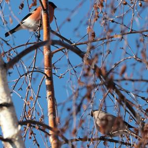 Eurasian Bullfinch