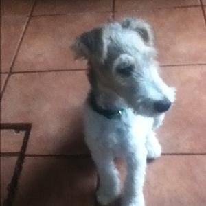 Fox Terrier (Wire)