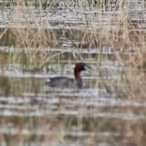 Little Grebe