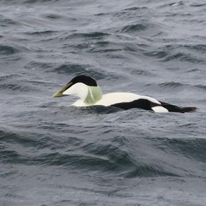 Common Eider