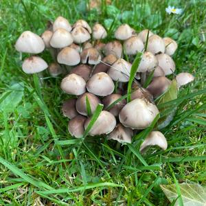 Non-inky Coprinus