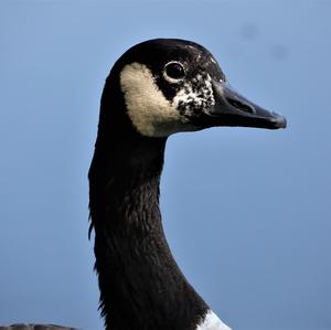 Canada Goose