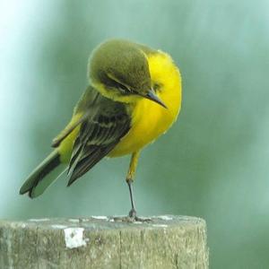 Yellow Wagtail