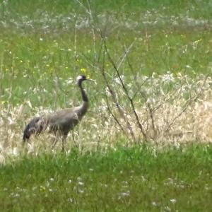 Common Crane