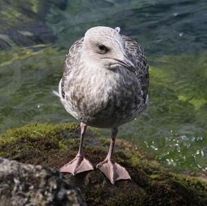 Yellow-legged Gull