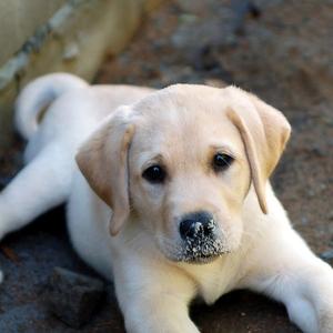 Retriever (Labrador)