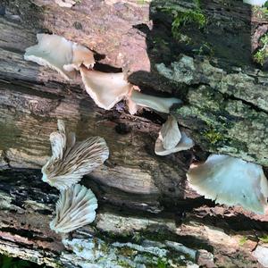 Oyster Mushroom