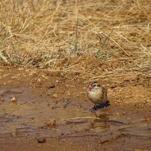 Pin-tailed Whydah