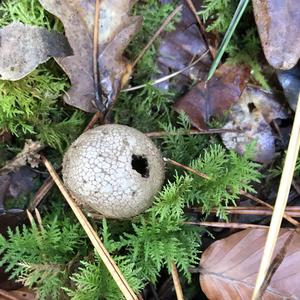 Stump Puffball