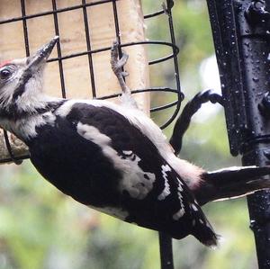 Great Spotted Woodpecker