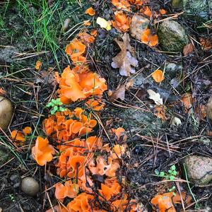 Cinnabar-red Polypore