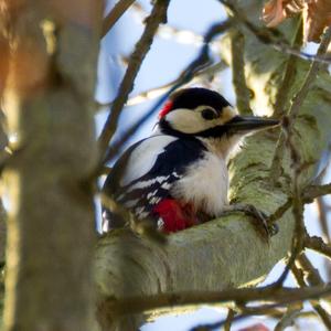 Great Spotted Woodpecker