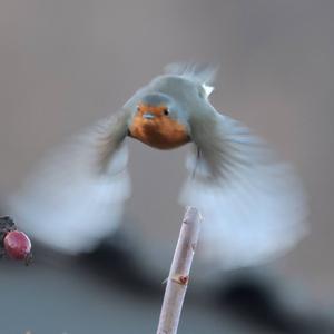 European Robin