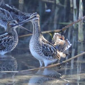 Common Snipe