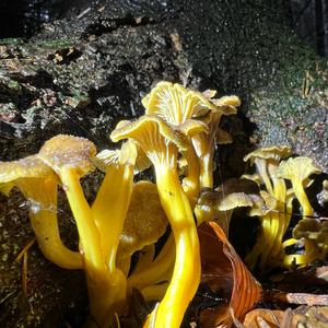 Trumpet Chanterelle