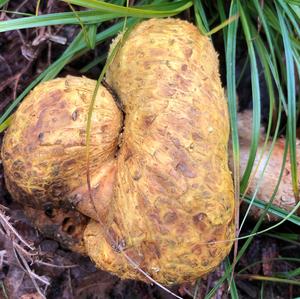 Pigskin Poison Puffball