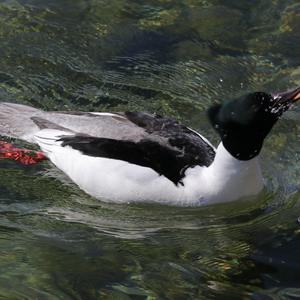 Common Merganser