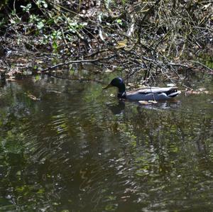 Mallard