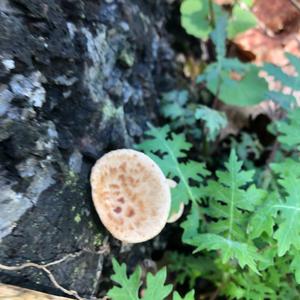 Dryad`s Saddle