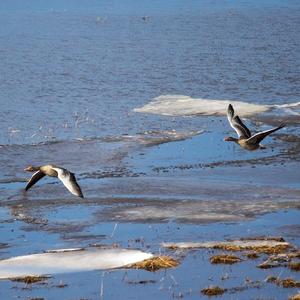 Greylag Goose