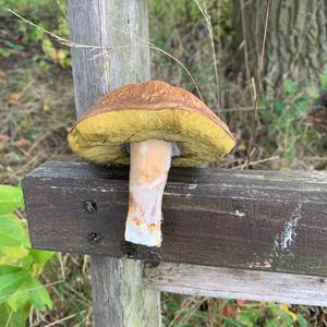 Bay Bolete