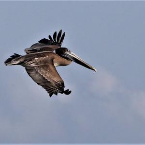 Brown Pelican