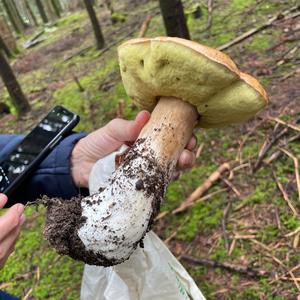 Unknown Species