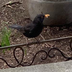 Eurasian Blackbird